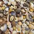 1 Kg mix seashells for sale